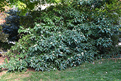 Alleghany Viburnum (Viburnum x rhytidophylloides 'Alleghany') at Johnson Brothers Garden Market