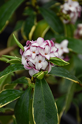 Fragrant Variegated Winter Daphne (Daphne odora 'Aureomarginata') at Johnson Brothers Garden Market