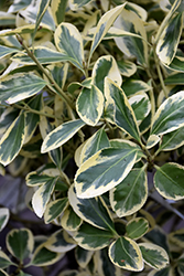 Silver Queen Euonymus (Euonymus japonicus 'Silver Queen') at Johnson Brothers Garden Market