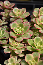 Kiwi Aeonium (Aeonium 'Kiwi') at Johnson Brothers Garden Market