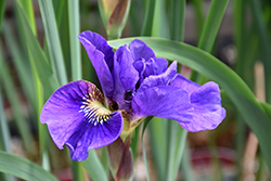 Concord Crush Siberian Iris (Iris sibirica 'Concord Crush') at Johnson Brothers Garden Market