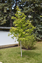 Amur Maple (tree form) (Acer ginnala '(tree form)') at Johnson Brothers Garden Market