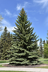 Blue Colorado Spruce (Picea pungens 'var. glauca') at Johnson Brothers Garden Market