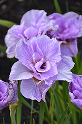Pink Parfait Siberian Iris (Iris sibirica 'Pink Parfait') at Johnson Brothers Garden Market