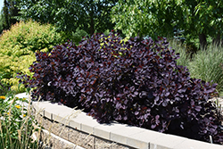 Royal Purple Smokebush (Cotinus coggygria 'Royal Purple') at Johnson Brothers Garden Market