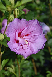 Lavender Chiffon Rose Of Sharon (Hibiscus syriacus 'Notwoodone') at Johnson Brothers Garden Market