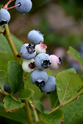 Spartan Blueberry (Vaccinium corymbosum 'Spartan') at Johnson Brothers Garden Market
