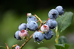 Blueray Blueberry (Vaccinium corymbosum 'Blueray') at Johnson Brothers Garden Market
