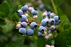 Bluecrop Blueberry (Vaccinium corymbosum 'Bluecrop') at Johnson Brothers Garden Market