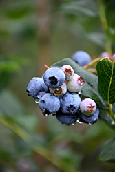 Chippewa Blueberry (Vaccinium 'Chippewa') at Johnson Brothers Garden Market