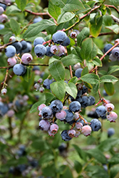 Earliblue Blueberry (Vaccinium corymbosum 'Earliblue') at Johnson Brothers Garden Market