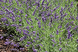 Lavance Purple Lavender (Lavandula angustifolia 'Lavance Purple') at Johnson Brothers Garden Market