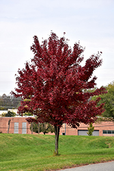 Brandywine Red Maple (Acer rubrum 'Brandywine') at Johnson Brothers Garden Market