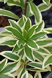 Moonlight Parfait Winter Daphne (Daphne odora 'MonStrk') at Johnson Brothers Garden Market