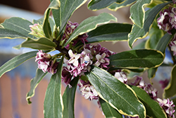 Moonlight Parfait Winter Daphne (Daphne odora 'MonStrk') at Johnson Brothers Garden Market