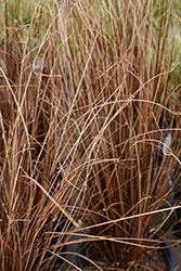 Red Rooster Sedge (Carex buchananii 'Red Rooster') at Johnson Brothers Garden Market