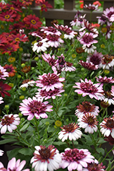 4D Berry White African Daisy (Osteospermum 'KLEOE15257') at Johnson Brothers Garden Market