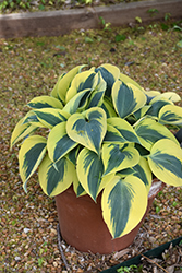 Shadowland Autumn Frost Hosta (Hosta 'Autumn Frost') at Johnson Brothers Garden Market