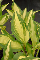 Cool As A Cucumber Hosta (Hosta 'Cool As A Cucumber') at Johnson Brothers Garden Market