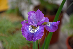 How Audacious Siberian Iris (Iris sibirica 'How Audacious') at Johnson Brothers Garden Market