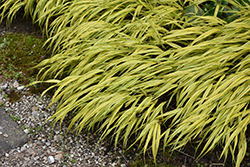 Golden Variegated Hakone Grass (Hakonechloa macra 'Aureola') at Johnson Brothers Garden Market