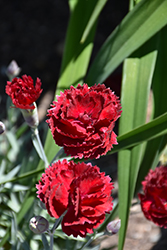 Pretty Poppers Electric Red Pinks (Dianthus 'Electric Red') at Johnson Brothers Garden Market