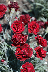 Pretty Poppers Electric Red Pinks (Dianthus 'Electric Red') at Johnson Brothers Garden Market