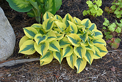 Shadowland Autumn Frost Hosta (Hosta 'Autumn Frost') at Johnson Brothers Garden Market