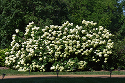 Limelight Hydrangea (Hydrangea paniculata 'Limelight') at Johnson Brothers Garden Market