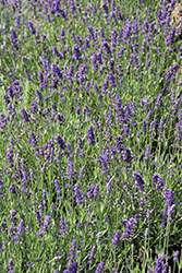 Big Time Blue Lavender (Lavandula angustifolia 'Armtipp01') at Johnson Brothers Garden Market