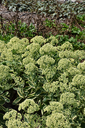 Frosted Fire Stonecrop (Sedum 'Frosted Fire') at Johnson Brothers Garden Market