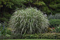 Cosmopolitan Maiden Grass (Miscanthus sinensis 'Cosmopolitan') at Johnson Brothers Garden Market