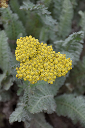 Sassy Summer Silver Yarrow (Achillea 'Sassy Summer Silver') at Johnson Brothers Garden Market