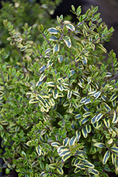 Lemon Beauty Box Honeysuckle (Lonicera nitida 'Lemon Beauty') at Johnson Brothers Garden Market