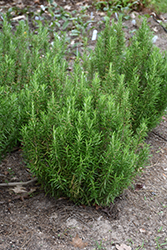 Barbeque Rosemary (Rosmarinus officinalis 'Barbeque') at Johnson Brothers Garden Market