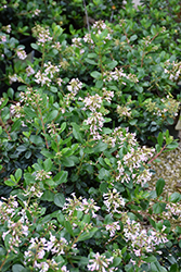 Pink Princess Escallonia (Escallonia x exoniensis 'Fradesii') at Johnson Brothers Garden Market