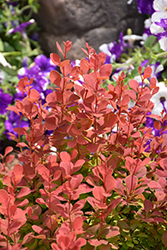 Orange Rocket Japanese Barberry (Berberis thunbergii 'Orange Rocket') at Johnson Brothers Garden Market