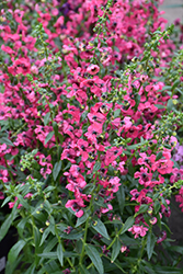 Pink Angelonia (Angelonia angustifolia 'Pink') at Johnson Brothers Garden Market