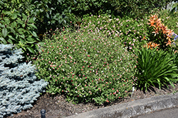 Hot Lips Sage (Salvia microphylla 'Hot Lips') at Johnson Brothers Garden Market