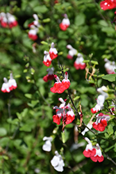 Hot Lips Sage (Salvia microphylla 'Hot Lips') at Johnson Brothers Garden Market