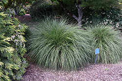 Hameln Dwarf Fountain Grass (Pennisetum alopecuroides 'Hameln') at Johnson Brothers Garden Market