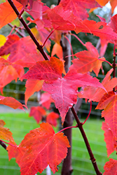 Prairie Rouge Red Maple (Acer rubrum 'Jefrouge') at Johnson Brothers Garden Market