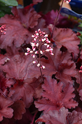 Forever Red Coral Bells (Heuchera 'Forever Red') at Johnson Brothers Garden Market