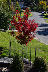 Prairie Rouge Red Maple (Acer rubrum 'Jefrouge') at Johnson Brothers Garden Market