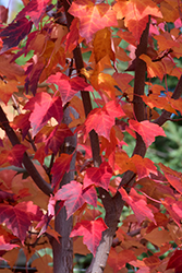 Prairie Rouge Red Maple (Acer rubrum 'Jefrouge') at Johnson Brothers Garden Market