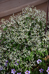 Breathless White Euphorbia (Euphorbia 'Balbrewite') at Johnson Brothers Garden Market