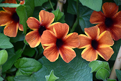 Tangerine Slice A-Peel Black-Eyed Susan (Thunbergia alata 'DL1501') at Johnson Brothers Garden Market