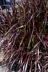 Purple Fountain Grass (Pennisetum setaceum 'Rubrum') at Johnson Brothers Garden Market