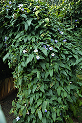 Blue Trumpet Vine (Thunbergia grandiflora) at Johnson Brothers Garden Market