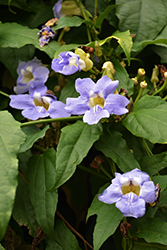 Blue Trumpet Vine (Thunbergia grandiflora) at Johnson Brothers Garden Market